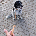 Naturally Corked Pet Leash and Collar Set