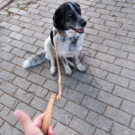 Naturally Corked Pet Leash and Collar Set