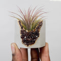 Garnet Geode Vessel - Tal & Bert