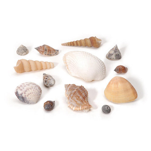 Assorted Medium Natural Shells, 500 grams