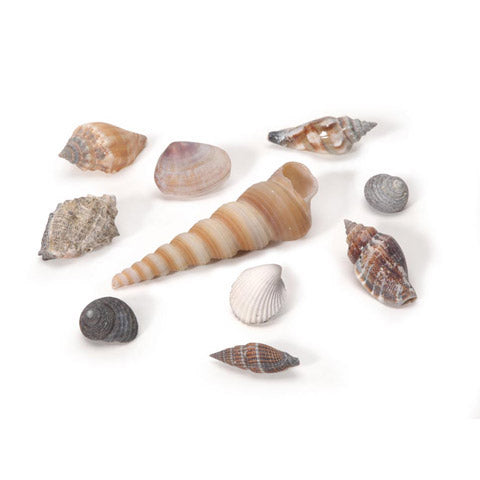 Assorted Small Natural Shells, 500 grams