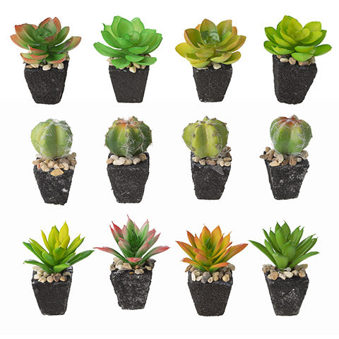 Unpotted Succulent in Assorted Styles, 2.5 x 3 inches